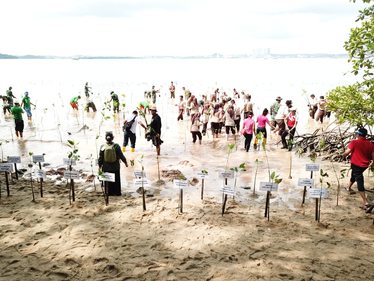 Pecahkan Rekor Muri Tanam 1000 Mangrove