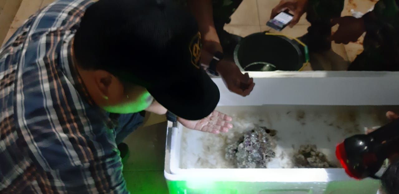 Lanal Bengkulu Gagalkan Penyelundupan Baby Lobster Senilai 1.5 Miliar 