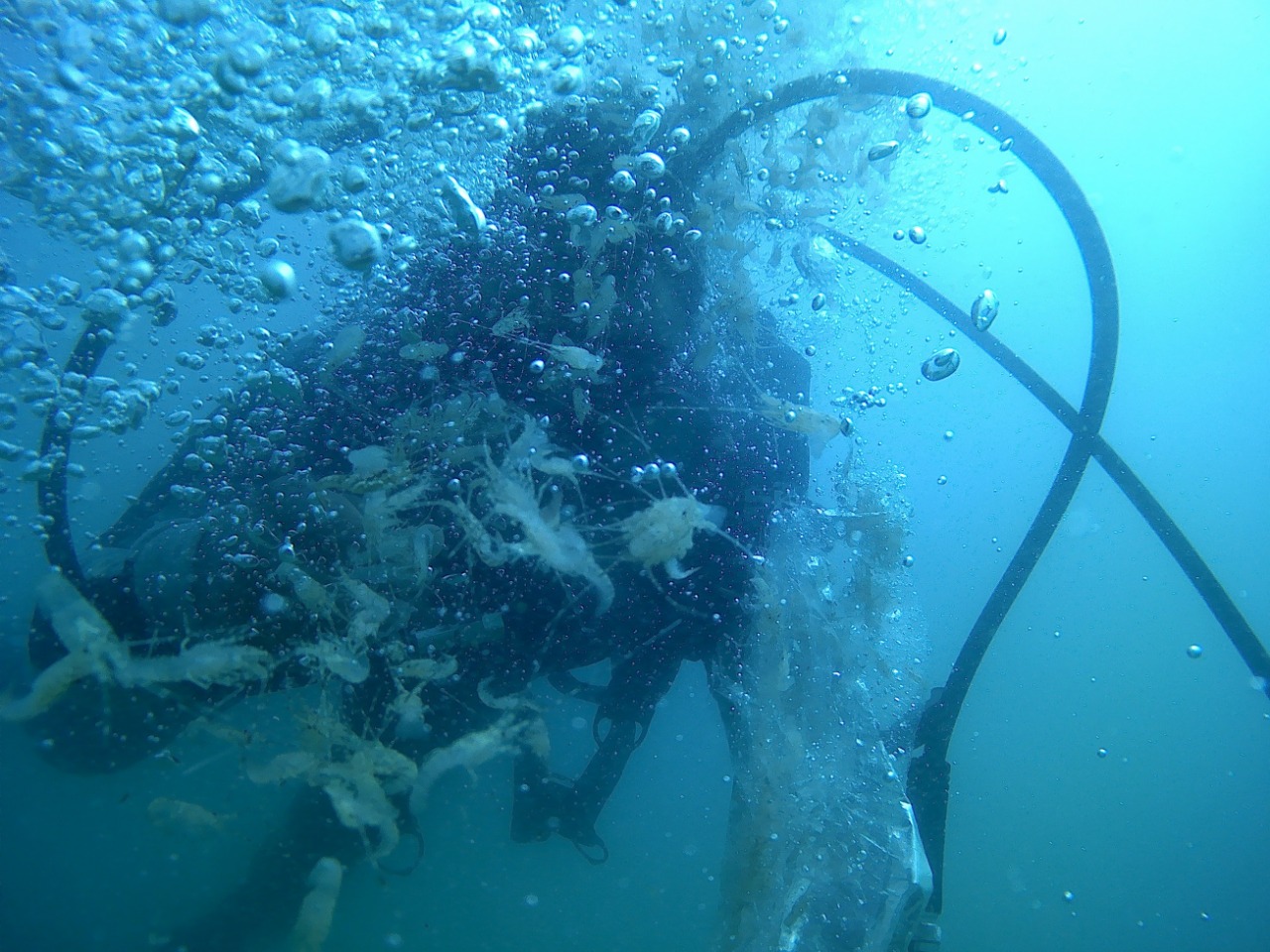 Lanal Bengkulu Kembalikan Baby Lobster ke Habitatnya 