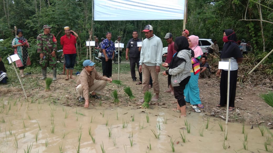 Perluas Lahan Tanam Padi, Kadistan Tolitoli Apresiasi Kehadiran TNI