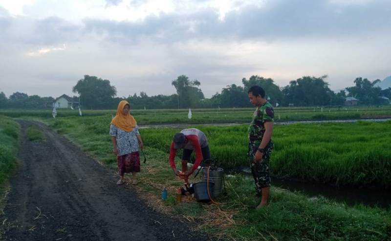 Cegah Hama Babinsa Sedati Dampingi Petani Semprot Tanaman Padi