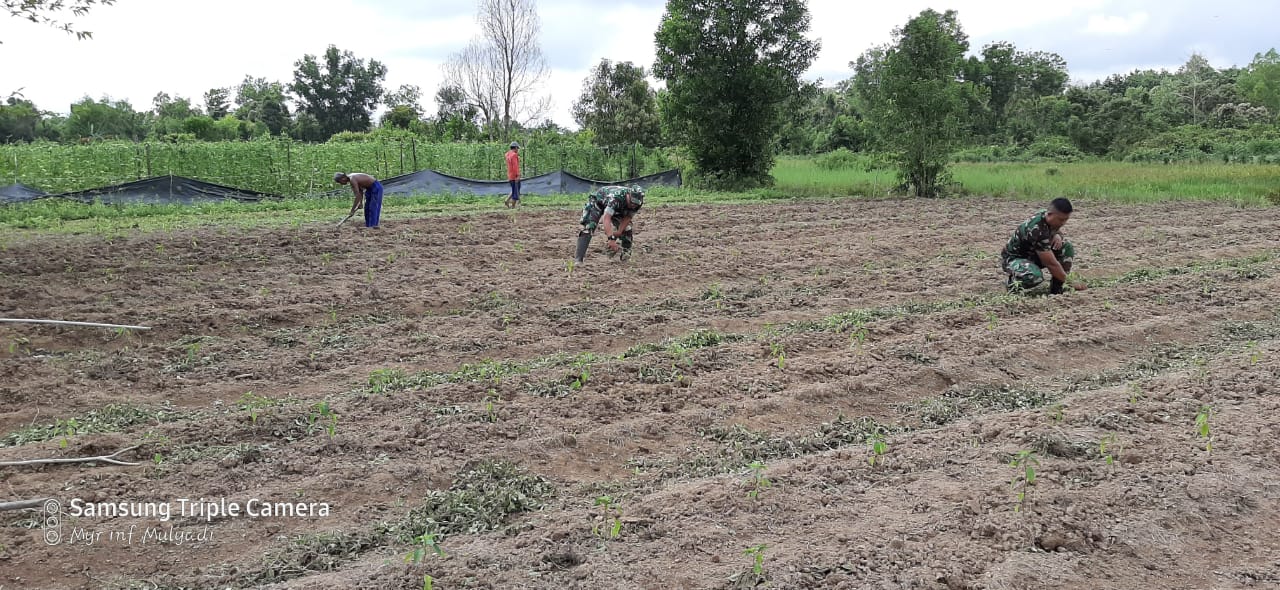 Cara Babinsa Mentaren Meningkatkan Hasil Panen