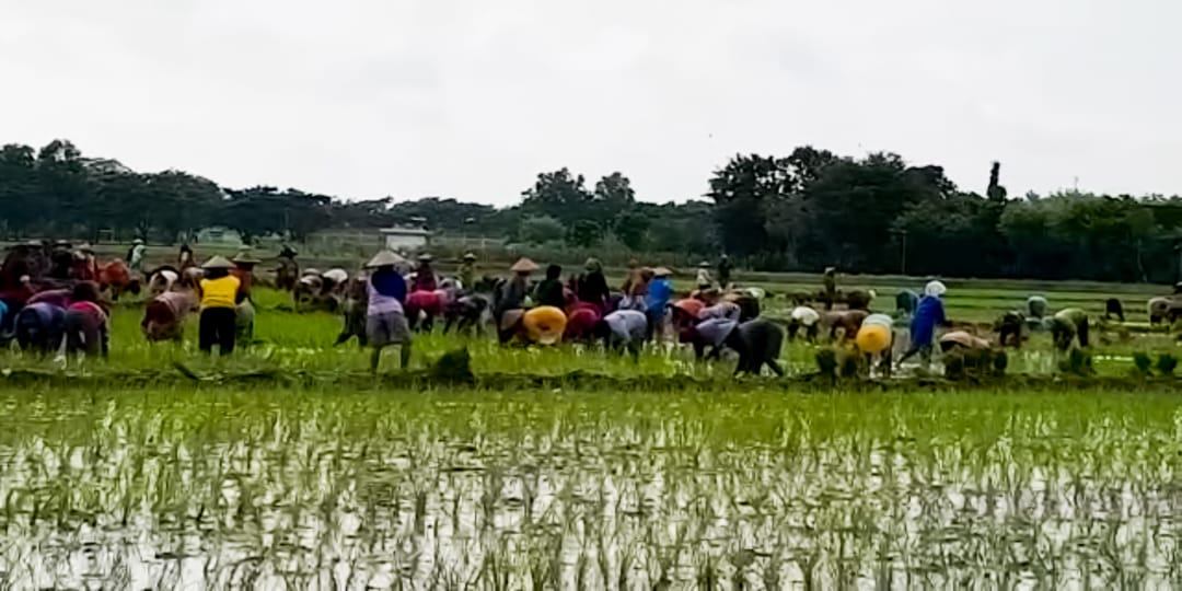 Ratusan Petani Tanam Padi Perdana diiringi Gamelan Jawa