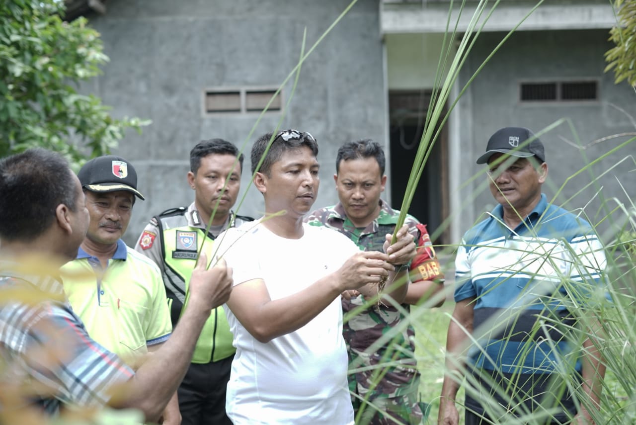 Dandim Nganjuk Beri Perhatian Khusus Budidaya Rumput Vetiver Di Desa Banjarsari