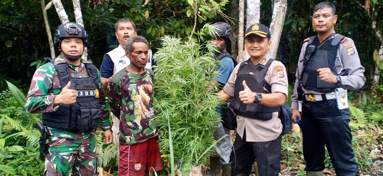 Pembongkaran Ladang Ganja Oleh Satgas Raider 300 Bersama Polres Keerom