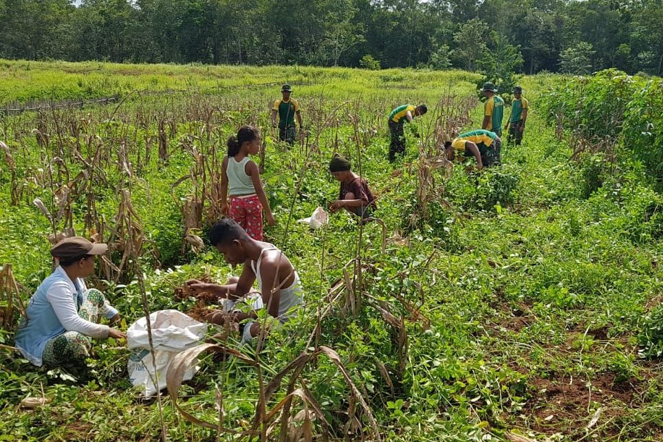 Prajurit Kostrad Ajak Warga Panen Kacang Tanah