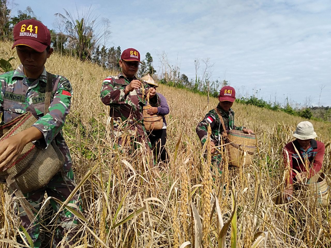 Satgas Pamtas Yonif R-641 Bantu Warga Panen Padi di Tapal Batas