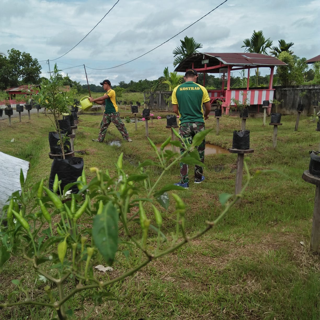 Ciptakan Ketahanan Pangan, Anggota Satgas 509 Tanam Sayur di Sekitar Pos