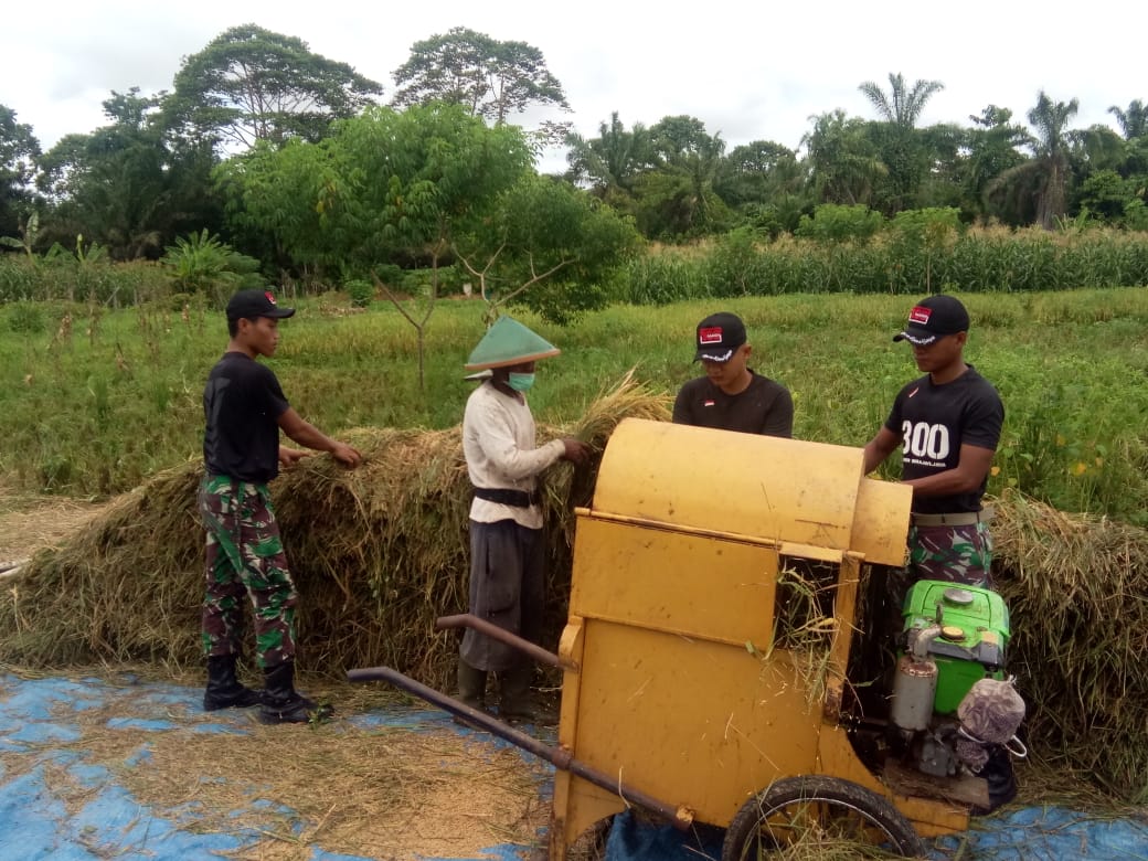 Bantu Panen Padi Satgas Raider 300 Semakin Di Cintai Masyarakat