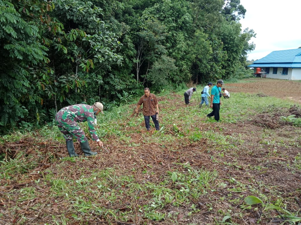 Cegah Karhutla, Babinsa Koramil Sekadau Buat Demplot Ladang Tanpa Bakar