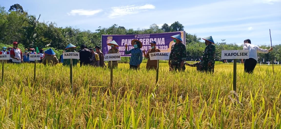 Koramil Pemuar Bersama Poktan Sumber Rejeki Panen Padi Perdana