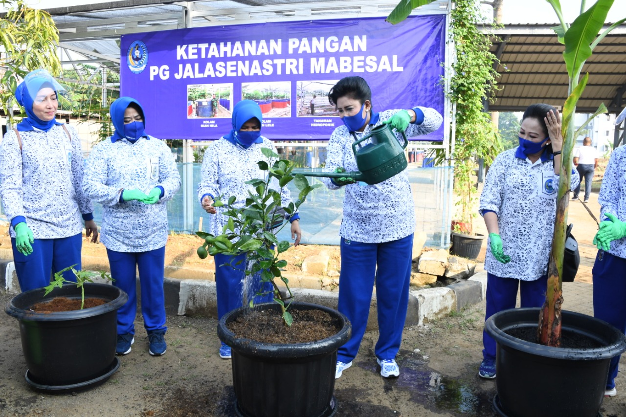 Galakkan Ketahanan Pangan, Ketua Umum Jalasenastri Tinjau Kebun Dispotmar