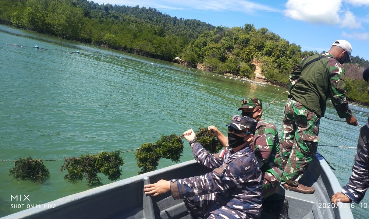 Danlanal TBK: Tingkatkan Budi Daya Rumput Laut untuk Ketahanan Pangan di Karimun