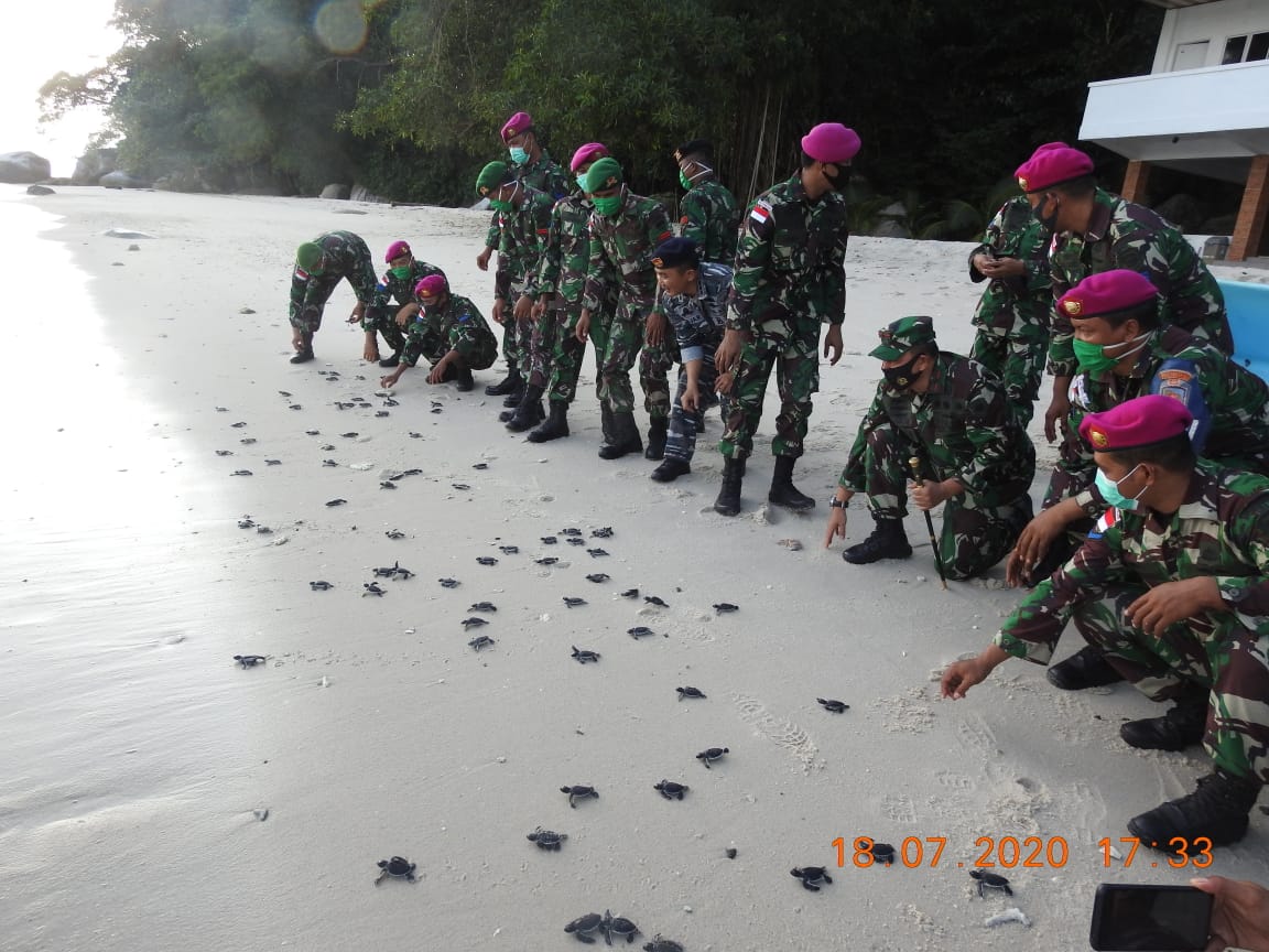 Satgas Pulau Terluar Pulau Berhala Lepasliarkan Ribuan Tukik