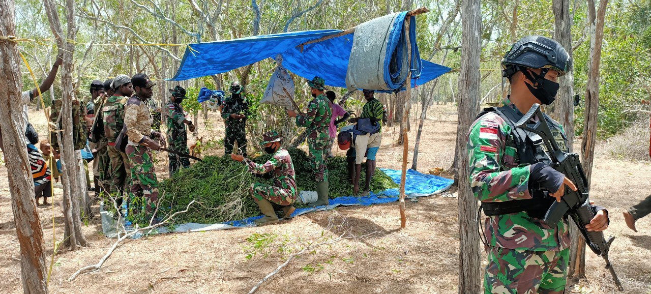 Satgas Pamtas Yonif 125/Si’mbisa Bantu Warga Jemaat Panen Daun Kayu Putih