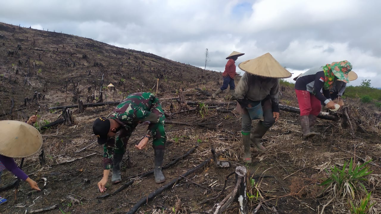 Satgas Pamtas Yonif 407/PK Bantu Warga Perbatasan Tanam Padi