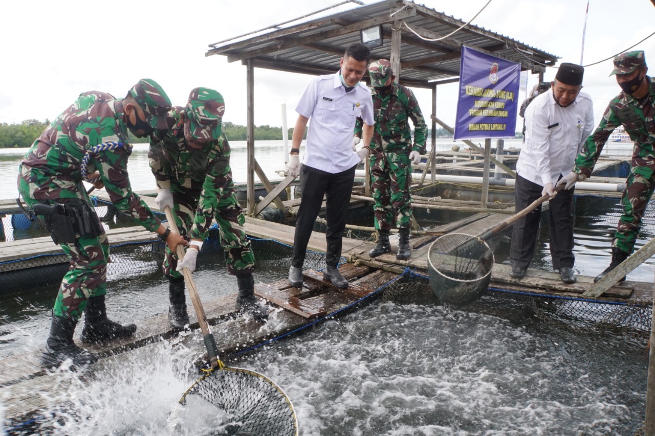 Lantamal IV Panen Ikan Kerapu Keramba Jaring Apung