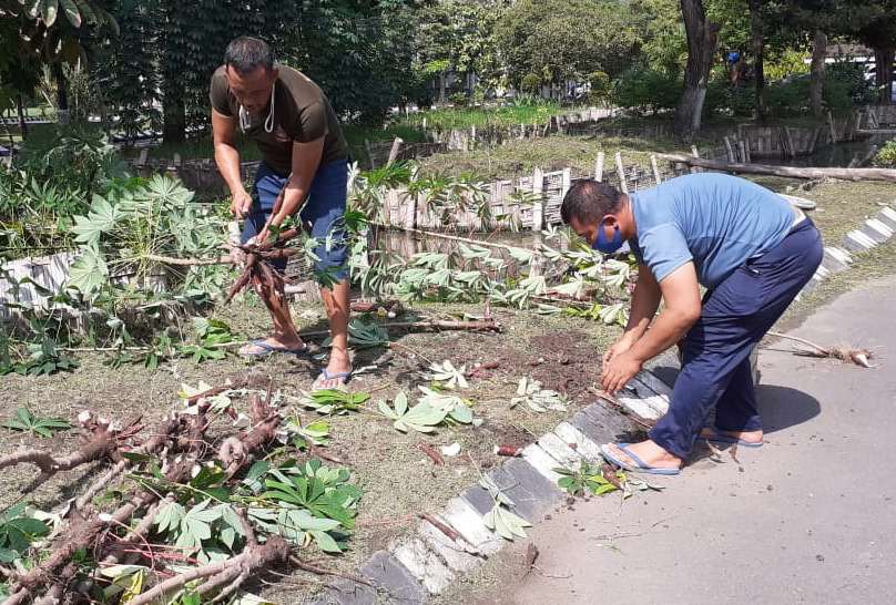 Denpomal Kodiklatal Panen Singkong Dalam Program Ketahanan Pangan