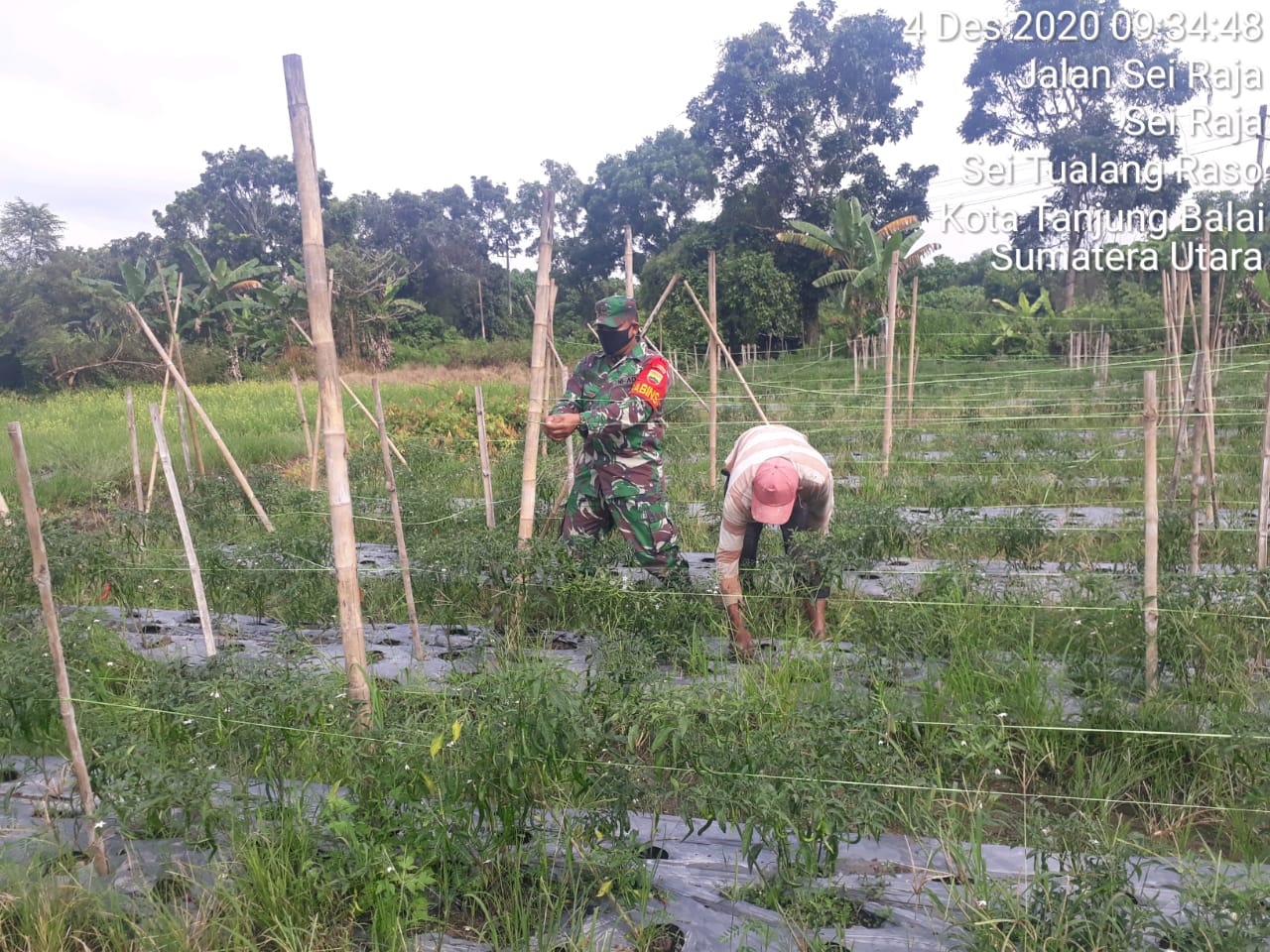 Ditengah Pandemi Virus Corona (Covid-19), Personel Jajaran Kodim 0208/Asahan Tetap Dampingi Warganya Rawat Tanaman Cabe