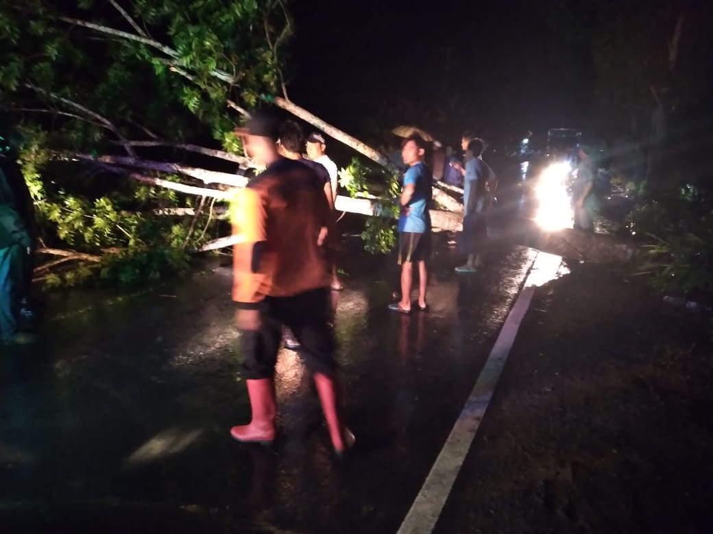 Pohon Tumbang, Babinsa Birayang Sigab Bantu Evakuasi