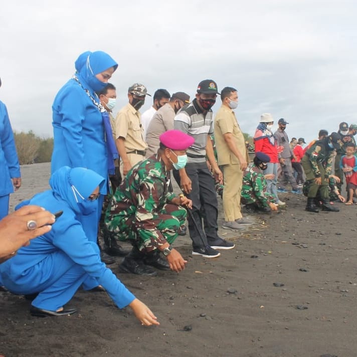 Pelestarian Anak Penyu Di Pantai Yogyakarta