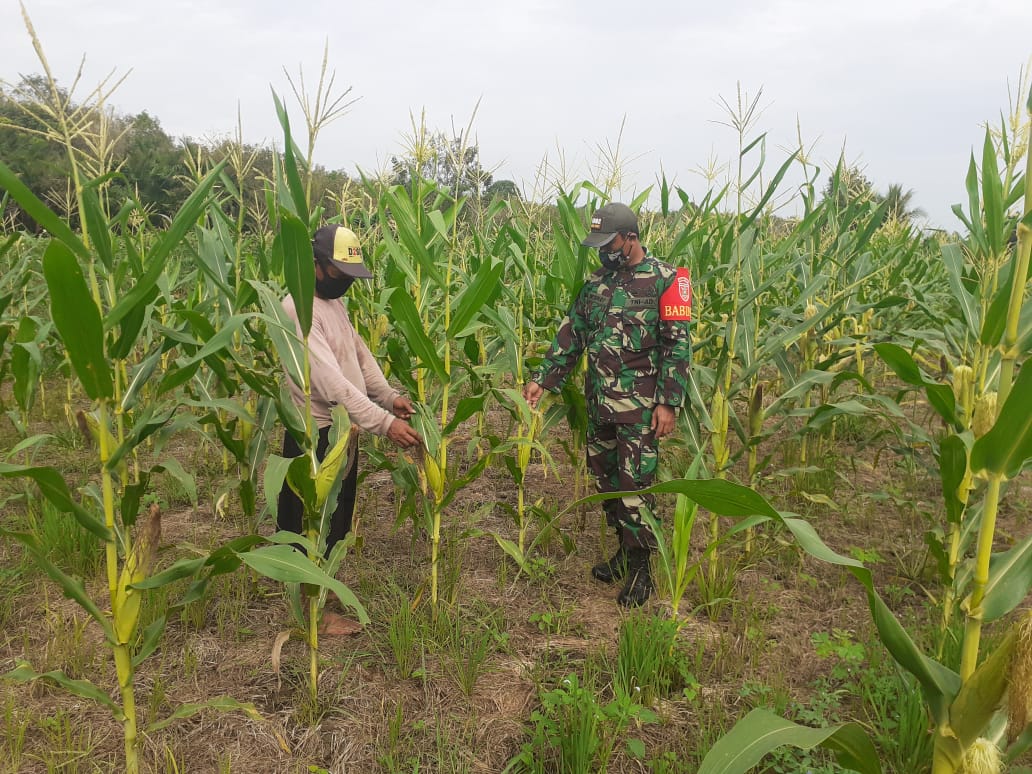 Dukung Ketahanan Pangan, Serda Dwi Suprap Dampingi Petani Rawat Tanaman Jagung