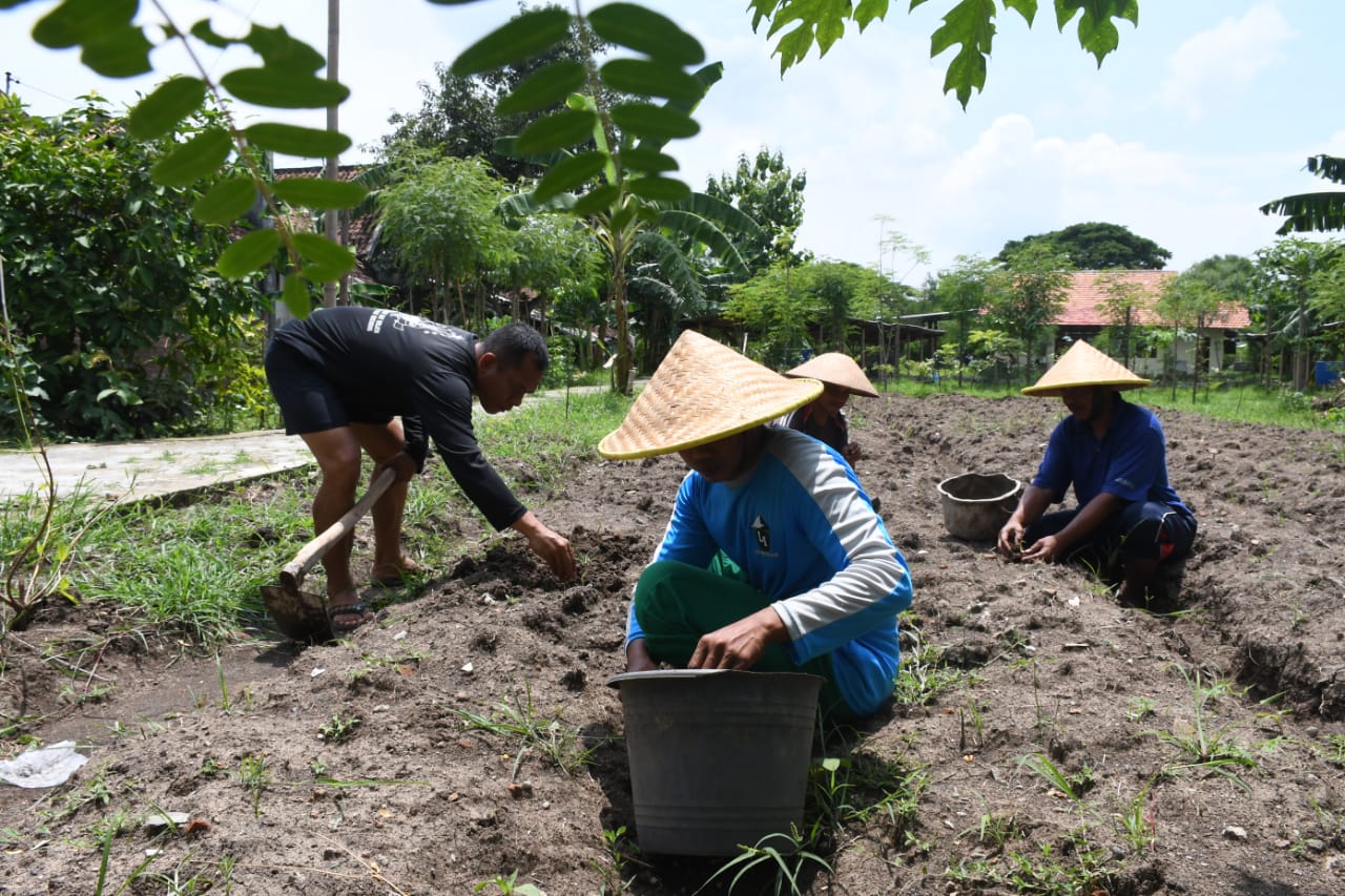 Korem 081/DSJ Budidaya Jahe di Tengah Pandemi Covid-19