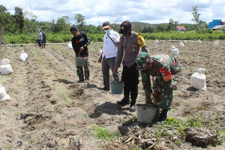 Berikan Motivasi, Babinsa Mekar Utama Lakukan Pendampingan Pertanian