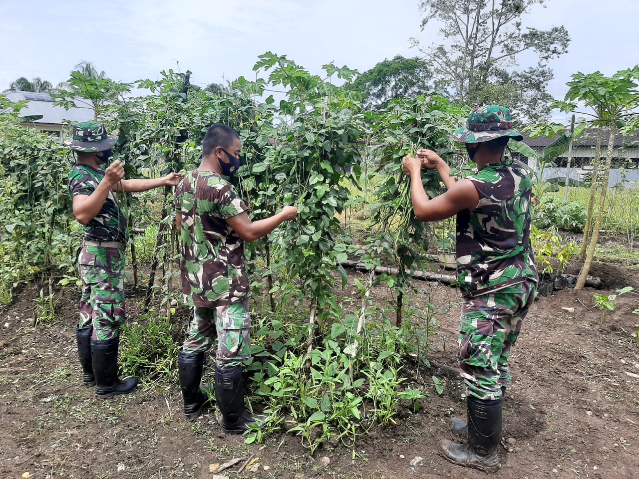 Ciptakan Ketahanan Pangan, Satgas Pamrahwan Yonif 756/WMS Manfaatkan Lahan Kosong Di Sekitar Pos Untuk Berkebun