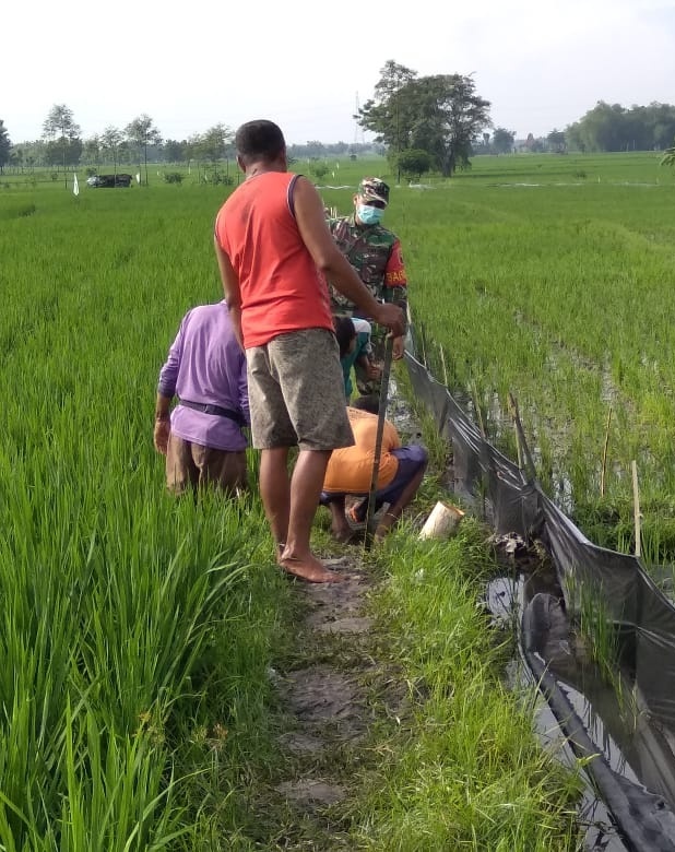 Koramil 11/Widodaren Bersama Masyarakat Laksanakan Gropyokan Tikus