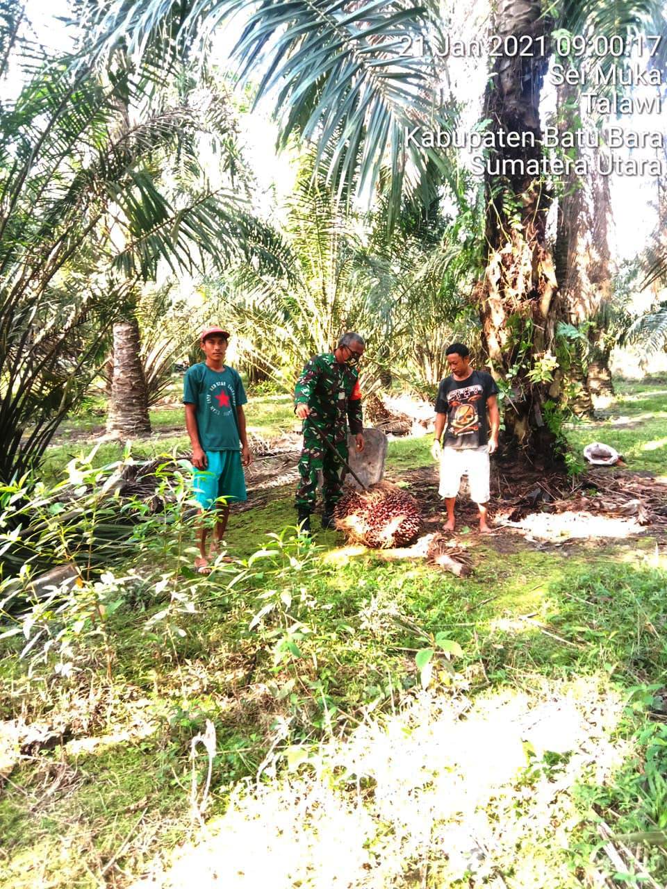 Dengan Petani Sawit, Personel Jajaran Kodim 0208/Asahan Laksanakan Komunikasi Sosial