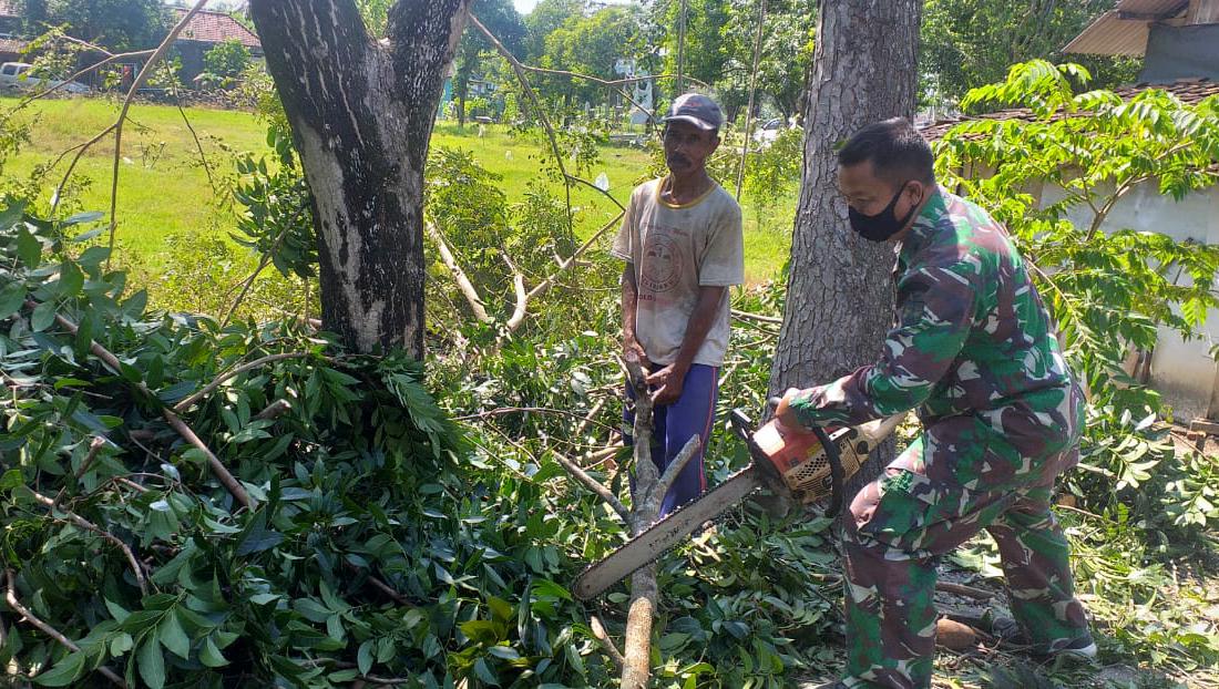 Hujan Disertai Angin Kencang, Babinsa Lakukan Pemangkasan Antisipasi Pohon Tumbang