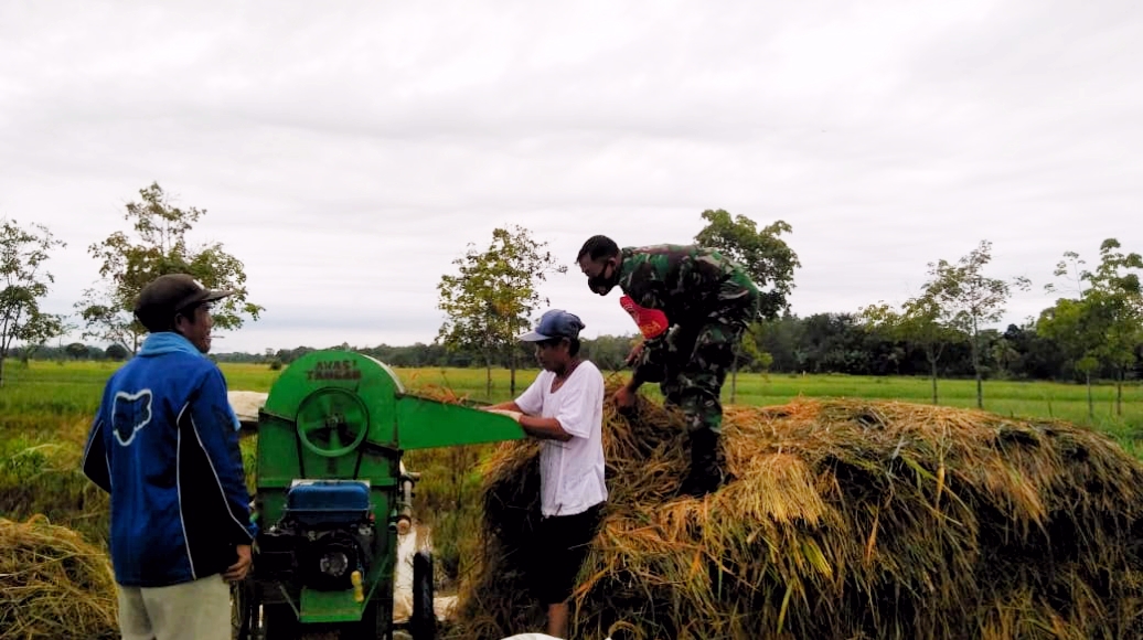 Dukung Ketahanan Pangan, Babinsa Kodim 1002/Barabai Bantu Petani Merontok Padi