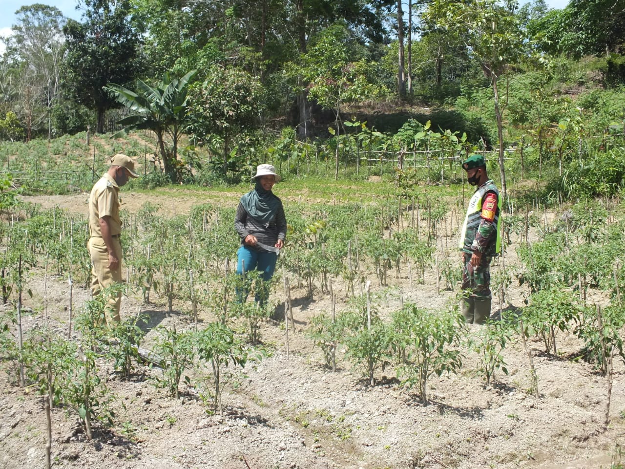 Satgas TMMD Dampingi Petani Berikan Motivasi, Berjuang Menggarap Sawahnya