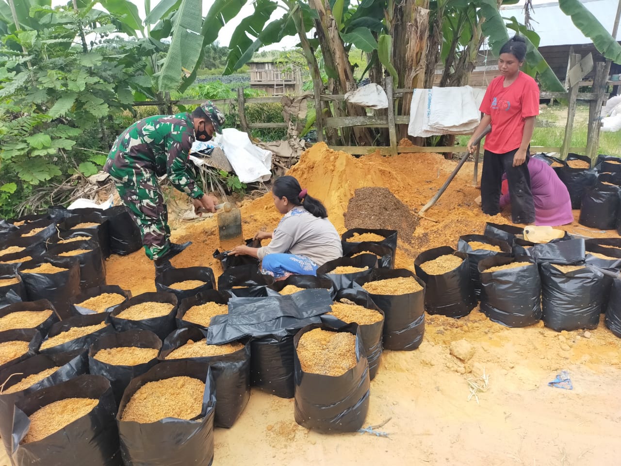 Pererat Warga Binaan dan Tingkatkan Hanpangan, Babinsa Koramil Penajam Komsos Bersama Petani Jahe Merah