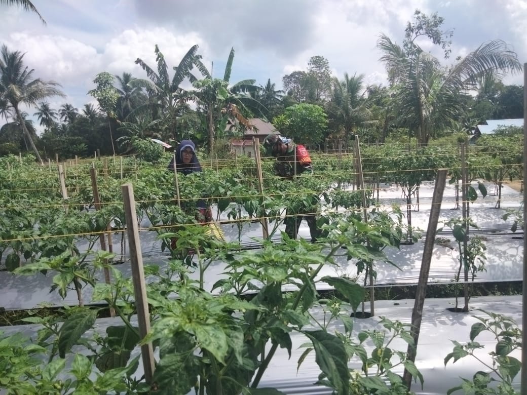 Bulan Puasa, Babinsa Koramil 03/Haruyan Bantu Petani Rawat Tanaman Lombok