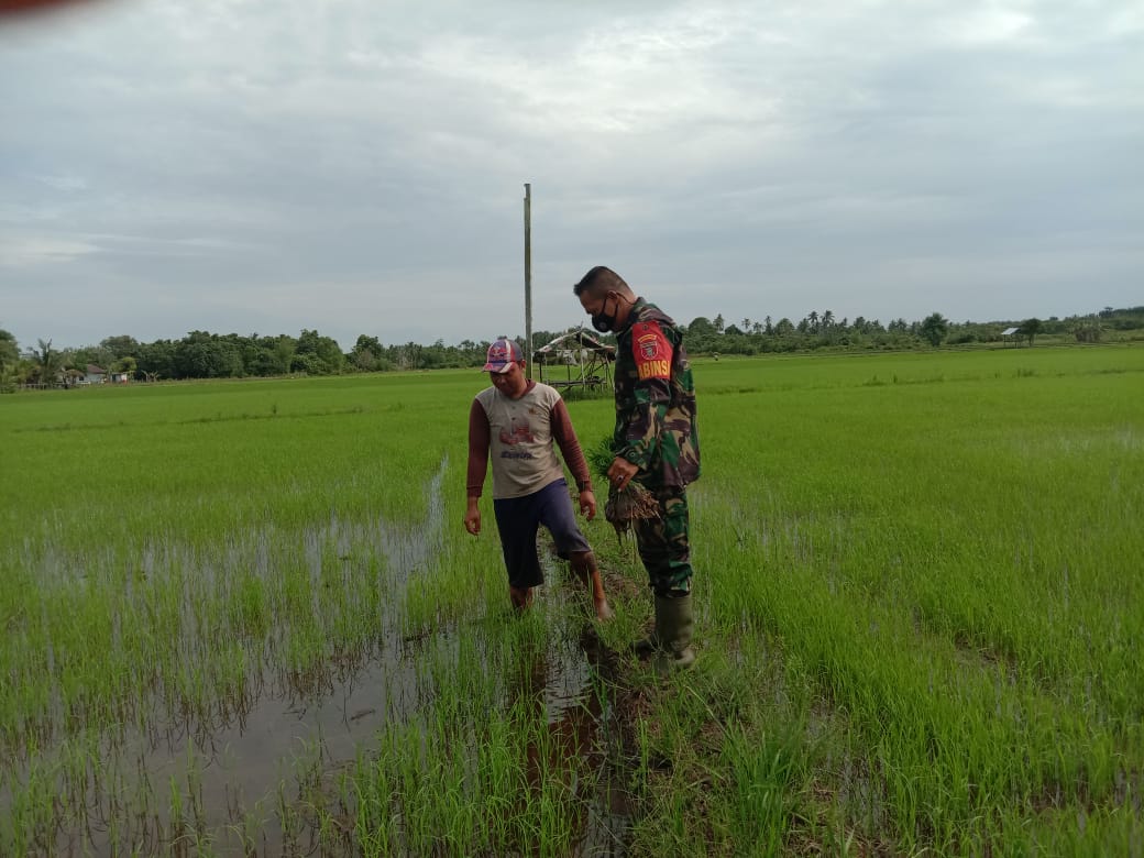 Hari Libur Perkuat Hanpangan, Babinsa Penajam Terjun Ke Sawah Ikut Tanam Padi