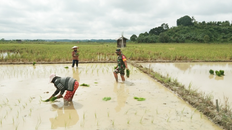 Menjalankan Ibadah Puasa, Babinsa Rapak Lambur Turun Ke Sawah