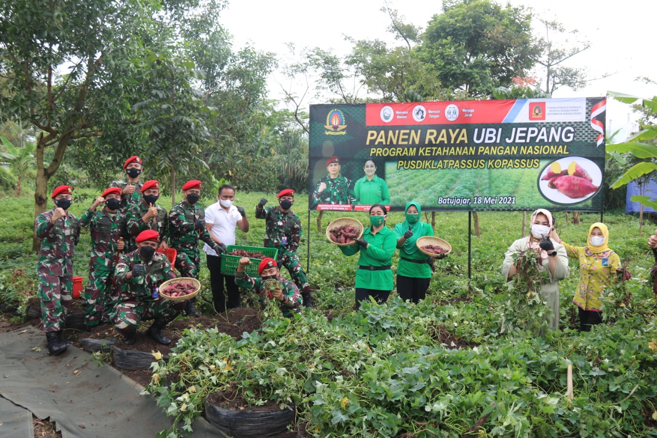 Hasil Pemanfaatan Lahan Produktif, Pusdiklatpassus Panen Raya Ubi Jepang