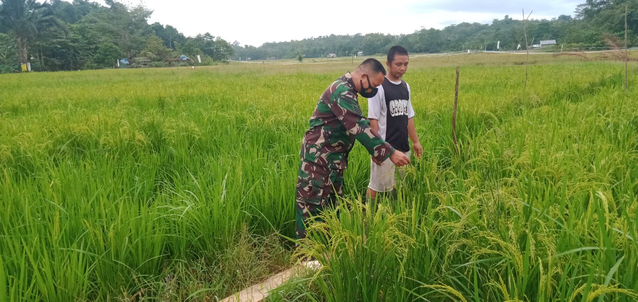 Kontrol Perkembangan Padi Milik Warga Binaan, Babinsa Kodim 1417/Kendari Turun ke Sawah