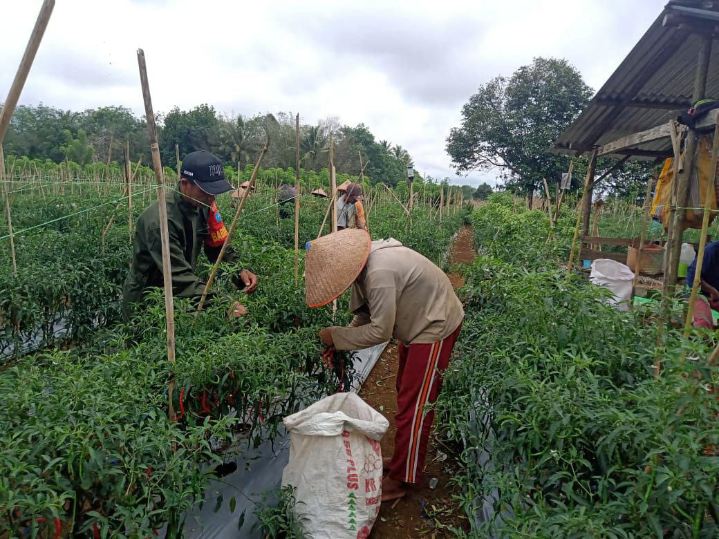 Panen Cabai Melimpah Hasil Pendampingan Babinsa Sinar Tebudak