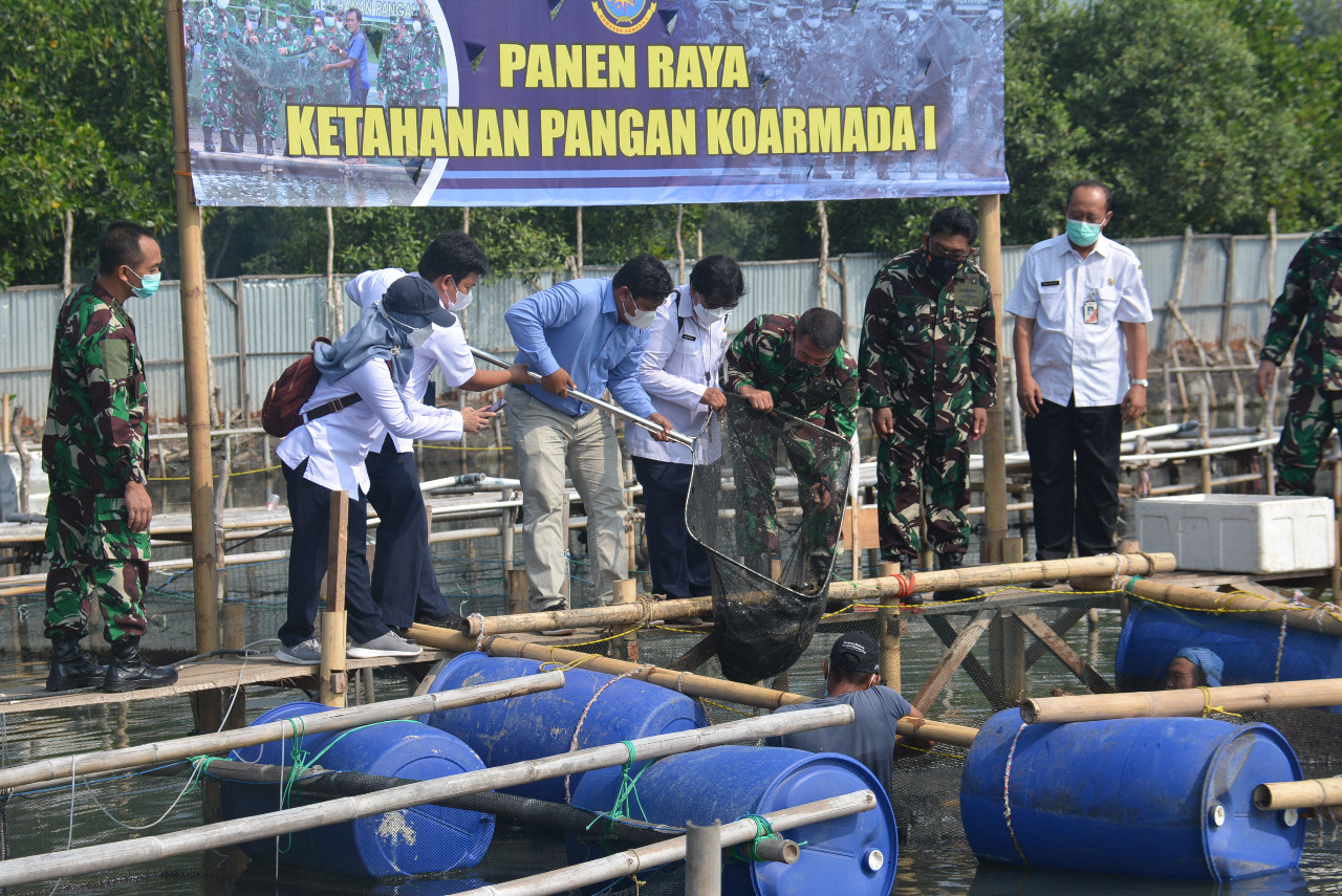 Koarmada I Panen Ikan Kerapu di Tambak Masyarakat Binaan