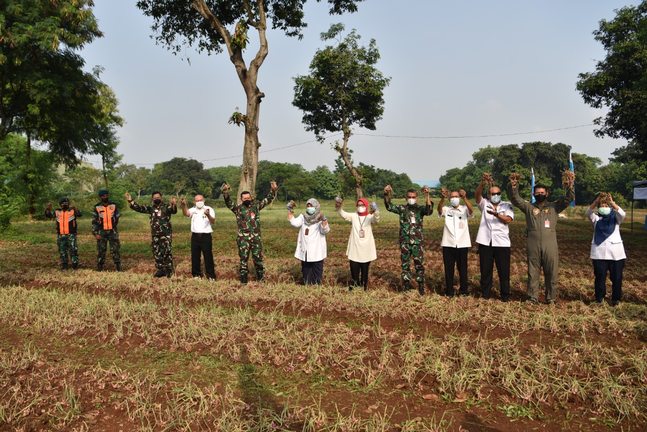 Dukung Ketahanan Pangan, Lanud Halim Panen Bawang Merah