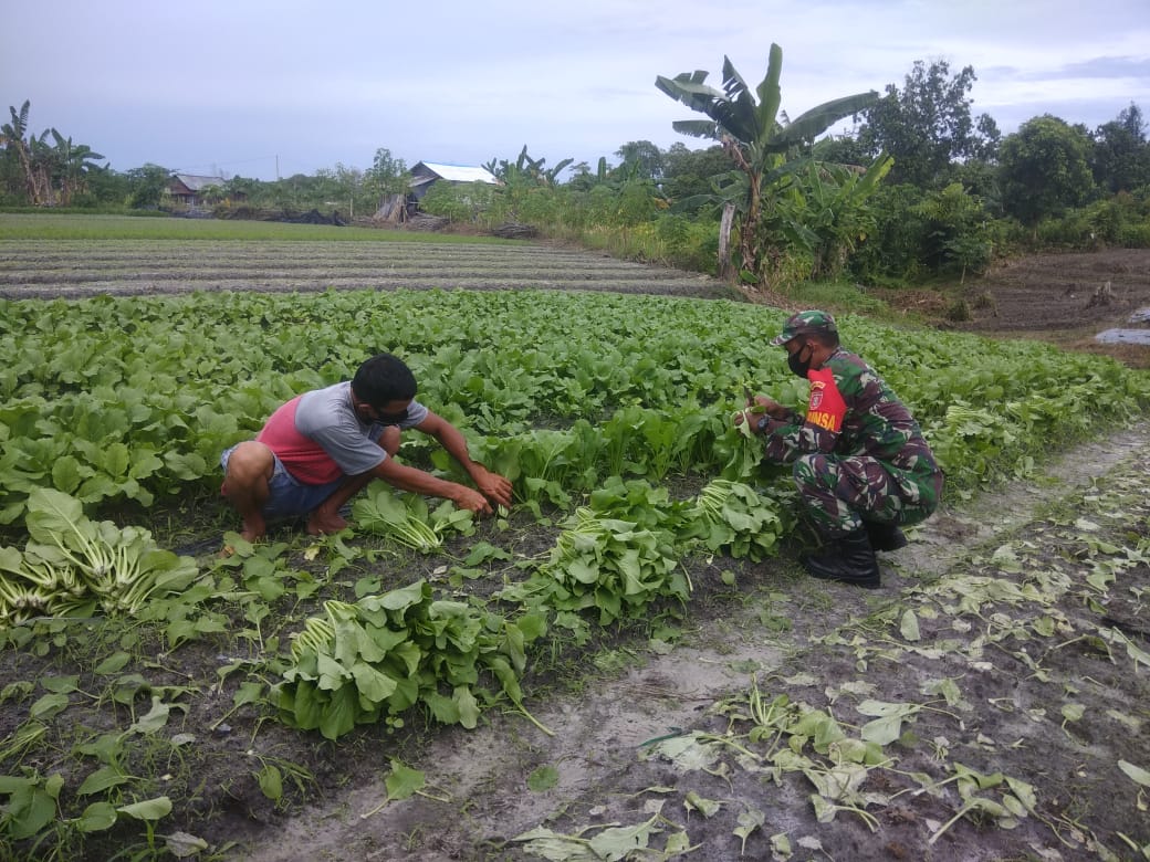 Kebun Sawi Milik Agus di Panen Babinsa