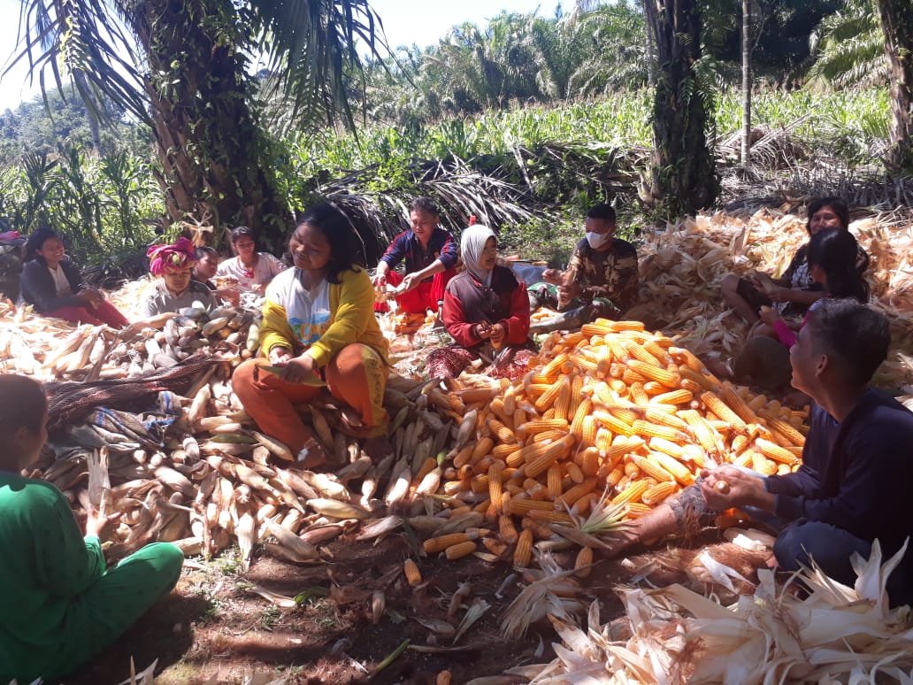 Satgas TMMD Kodim 0204/DS Bantu Warga Memipil Jagung