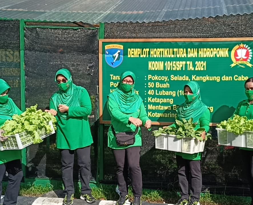 Persit Kartika Chandra Kirana Cabang XLI Kodim 1015/Sampit Panen Sayur Hidroponik