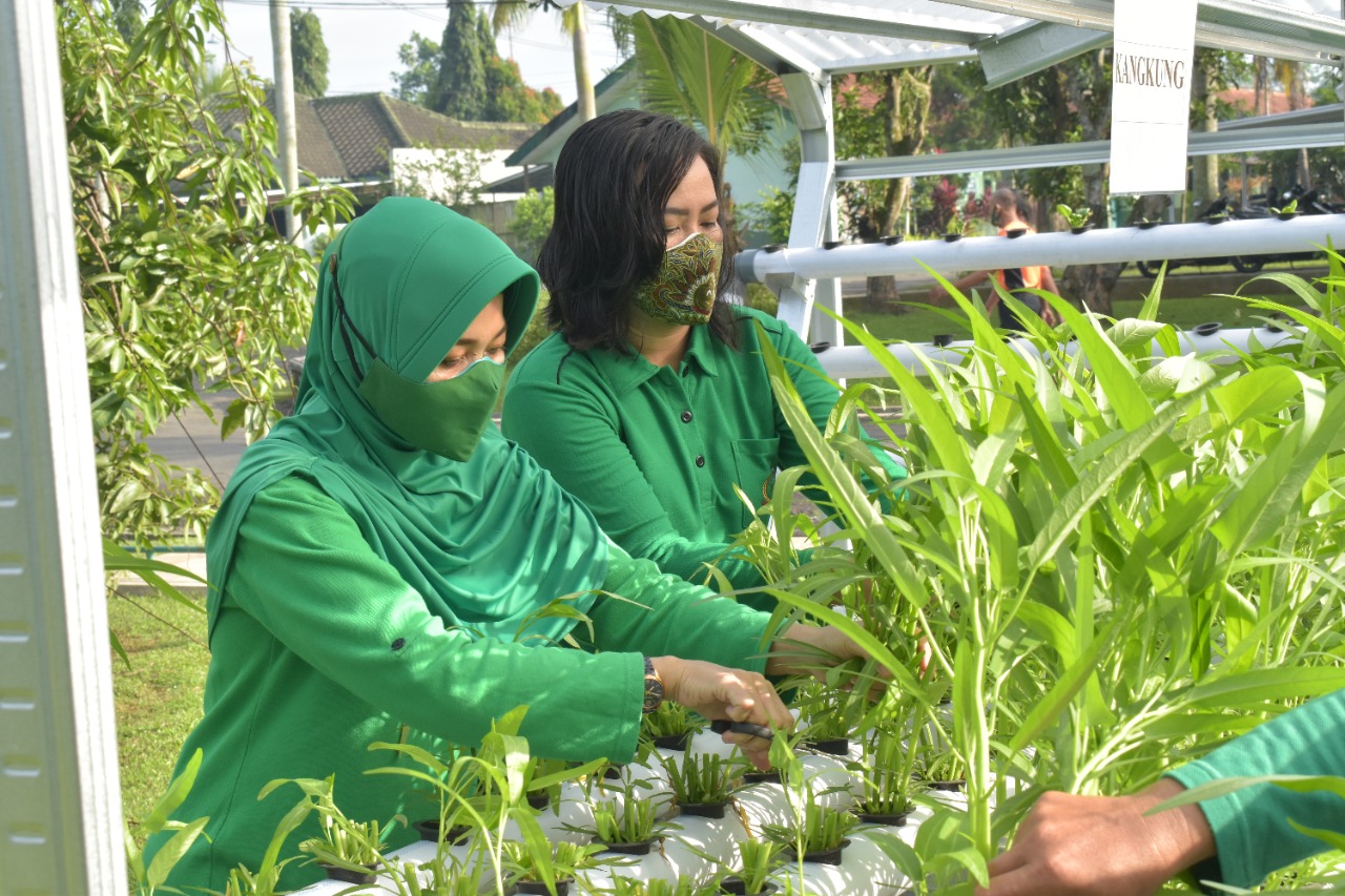 Panen Sayur Hidroponik Dukung Ketahanan Pangan di Masa Pandemi