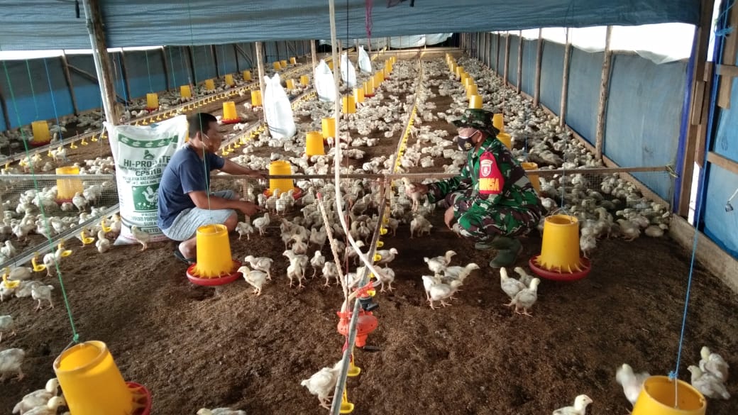 Jalin Silahturahmi, Babinsa Koramil Tenggarong Komsos Dengan Peternak Ayam Potong