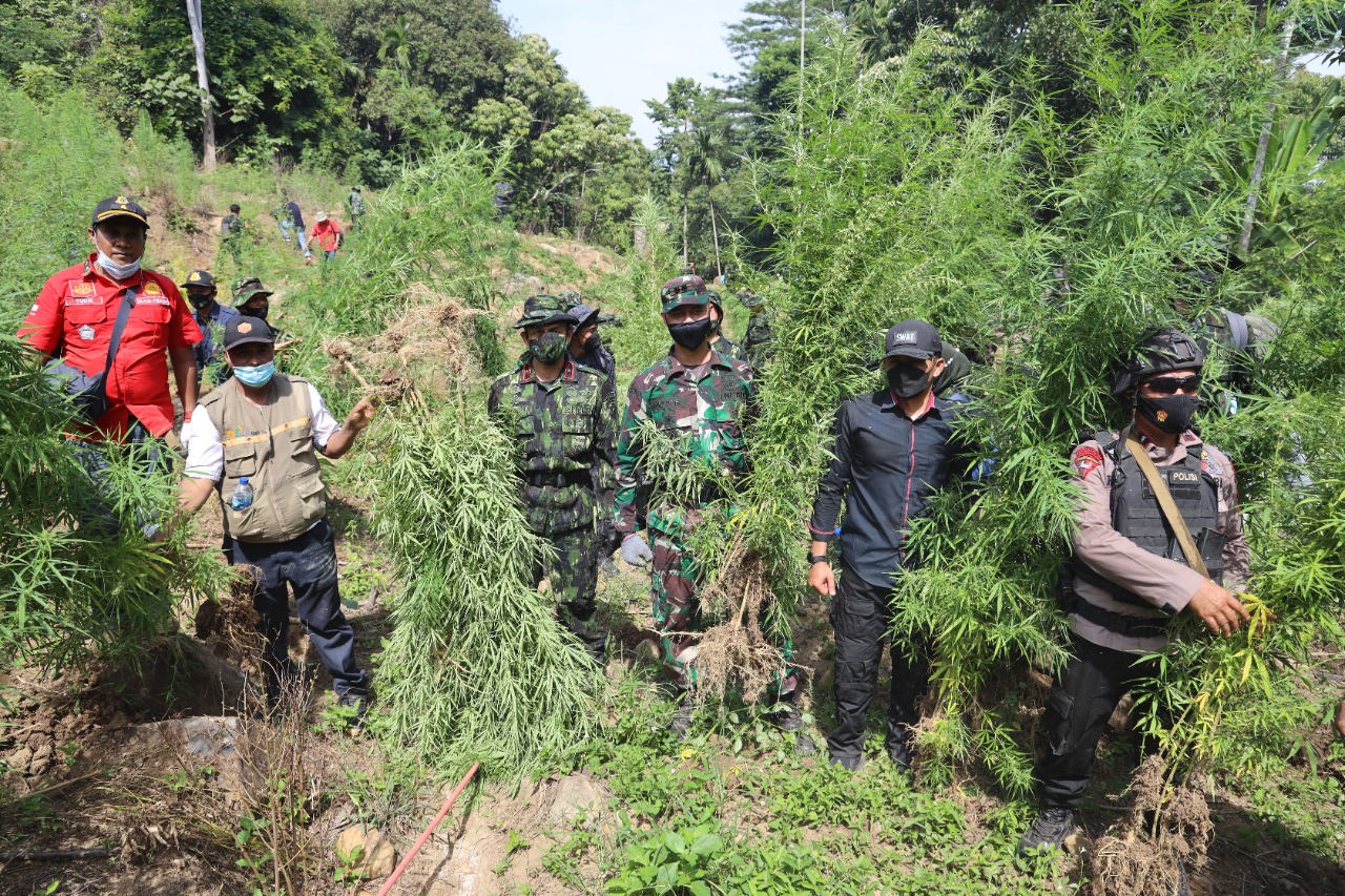 Konsistensi Operasi Ladang Ganja Untuk Indonesia Bersinar