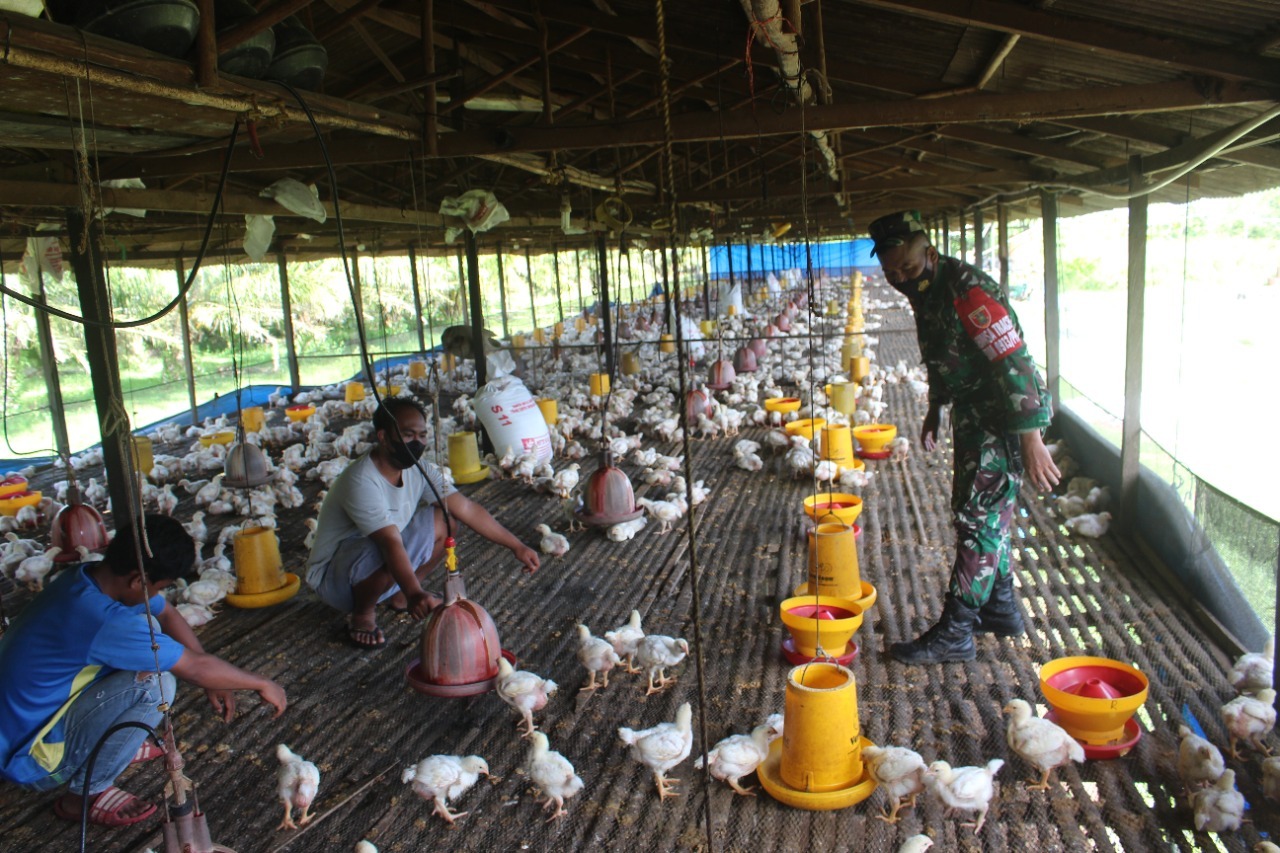 Pererat Silahturahmi, Babinsa Kelurahan Tanjung Tengah Komsos Dengan Peternak Ayam Potong